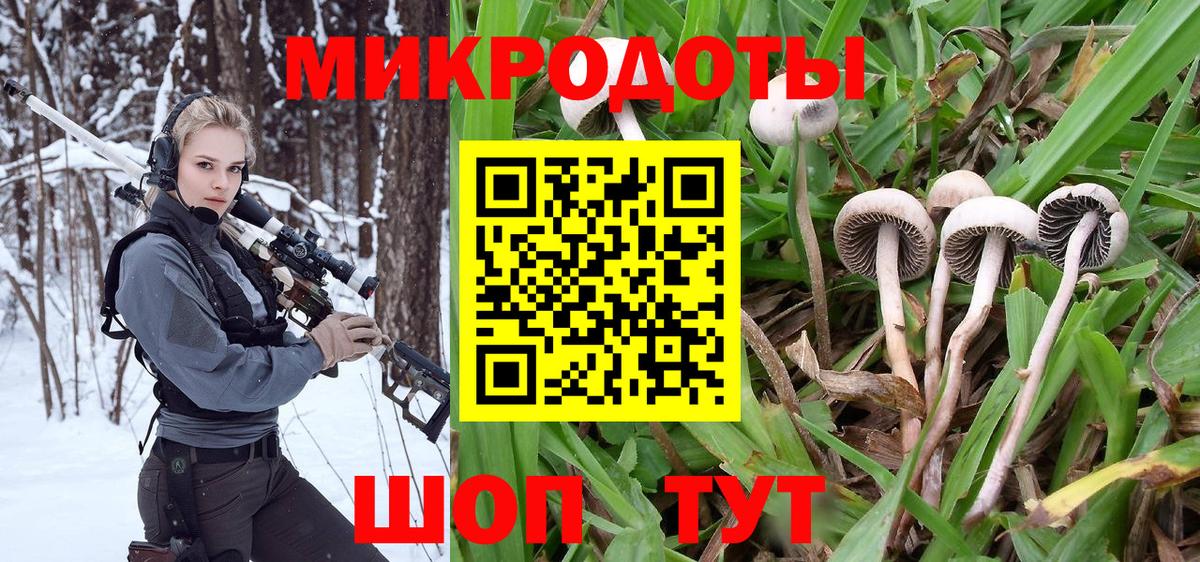Псилоцибиновые грибы Psilocybe Гай